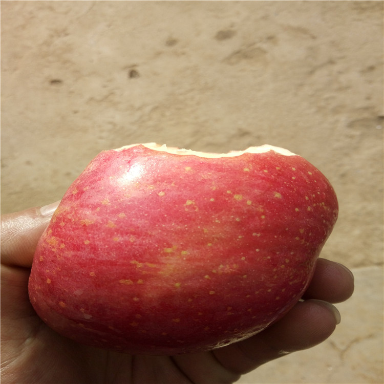 今年苹果苗价格寒富苹果苗卖多少钱一棵
