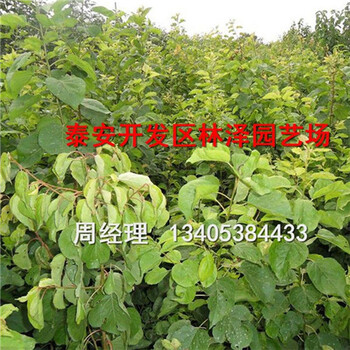2018年嫁接1公分杏樹(shù)苗晚紅杏樹(shù)苗多少錢(qián)一棵
