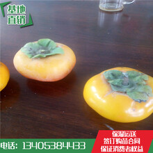大秋甜柿树苗哪里价格低，次郎甜柿树苗亩产多少斤