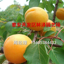 1公分杏树苗价格，晚红杏树苗一亩地投多少钱