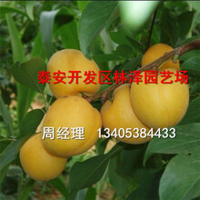 5公分杏树苗哪有卖的，金太阳杏树苗亩产多少斤