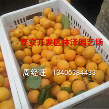 4公分杏树苗哪里价格低，新世纪杏树苗成活率高回报快