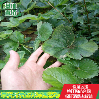 小白白草莓苗种植技术甜查理草莓苗当年结果