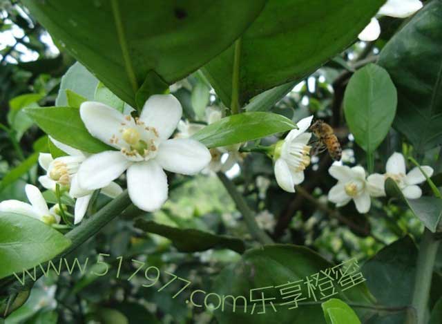 赣南脐橙蜂蜜花期将至-乐享橙花蜜