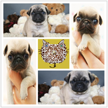 珠海哪里有出售纯种巴哥幼犬珠海巴哥犬价格图片2