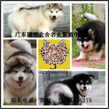 广州哪里有出售纯种阿拉斯加幼犬广州阿拉斯加小狗大概什么价格图片2