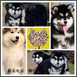 广州哪里有出售纯种阿拉斯加幼犬广州阿拉斯加小狗大概什么价格图片4