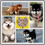 广州哪里有出售纯种阿拉斯加幼犬广州阿拉斯加小狗大概什么价格图片5