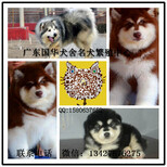广州哪里有出售纯种阿拉斯加幼犬广州阿拉斯加小狗大概什么价格图片3