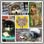 广州哪里有出售纯种阿拉斯加幼犬广州阿拉斯加小狗大概什么价格图片0