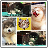 广州哪里有出售纯种阿拉斯加幼犬广州阿拉斯加小狗大概什么价格图片1