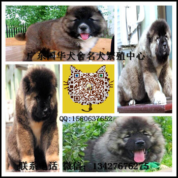 纯种高加索幼犬一只多少钱广州哪里有卖宠物狗高加索