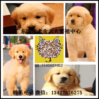 广州哪里有出售纯种金毛幼犬广州金毛犬繁殖基地