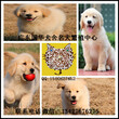 廣州金毛幼犬大概價格廣州哪里有出售純種金毛小狗圖片