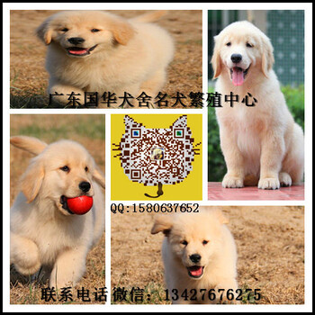 广州天河区哪里有狗场广州金毛幼犬哪里有卖