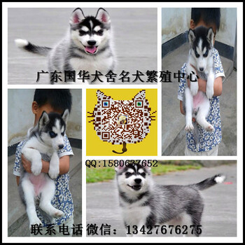 广州哈士奇幼犬怎么卖广州纯种哈士奇小狗一只大概多少钱