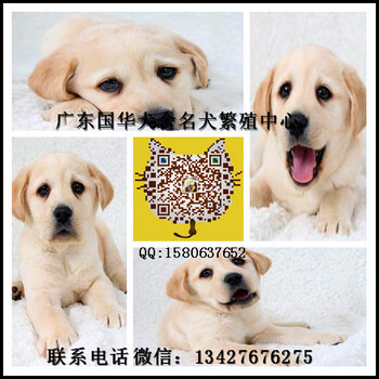 广州拉布拉多价格是多少广州纯种拉布拉多幼犬哪里有卖