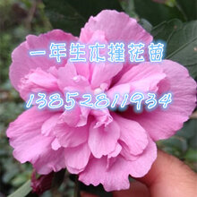 江苏当年生木槿树苗白花木槿数量多红花木槿粉花木槿图片