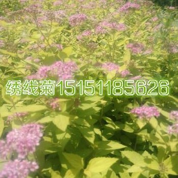 江蘇繡線菊工程苗秋季四十厘米高的叢生繡線菊苗