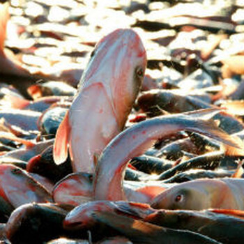 貴州貴陽查干湖魚銷售貴陽有賣查干湖魚的