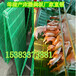 江苏猪用产床双体2.13.6厂家1件起批全国批发出售