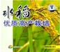 水稻种植技术资料水稻高产栽培新技术
