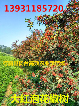 2019年花椒苗多少錢