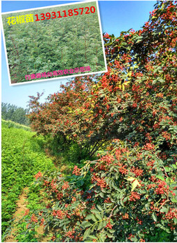 石家莊花椒苗基地今年花椒苗多少錢(qián)一棵