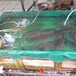 重庆防水帆布-户外养殖鱼池-加厚耐磨抗老化
