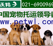 上海虹桥机场宠物航空托运价格浦东机场宠物空运流程