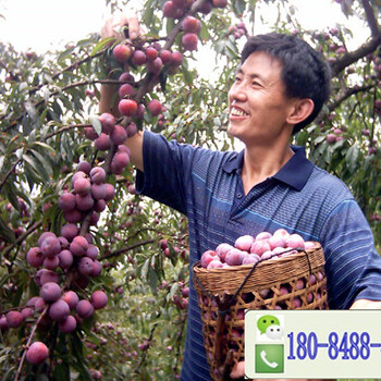 重慶脆紅李子樹苗，重慶李子苗種植技術(shù)重慶秋紅李子苗