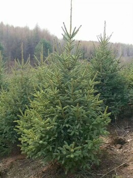 甘肃云杉--2米3米4米绿化西藏拉萨供苗