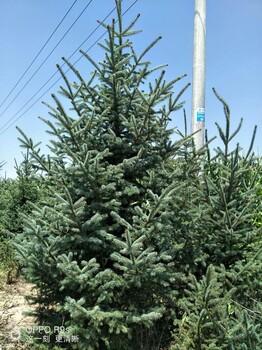 甘肅云杉_2米3米云杉種植信息提供