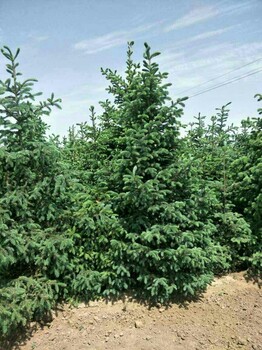 甘肅云杉-云杉在哪里_哪里種植云杉多