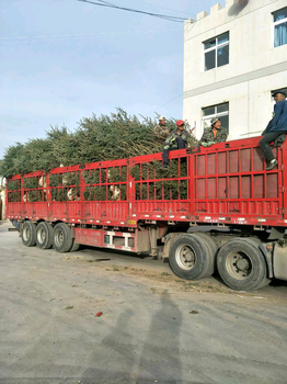 基地云杉供應(yīng)_甘肅云杉多樹苗_云杉裝車