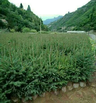 云杉種植出售2公分3公分4公分_甘肅云杉