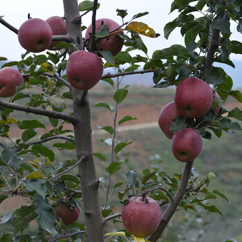 10斤一件代发红富士昭通的丑苹果这么挑选糖心苹果大量批发
