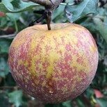 冰糖心苹果昭通红富士新鲜的丑苹果全国一件代发大量批发图片0