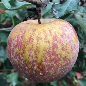 冰糖心苹果昭通红富士新鲜的丑苹果全国一件代发大量批发