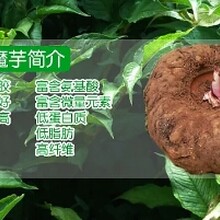 淀粉凉皮粉皮制品增筋粉代替明矾