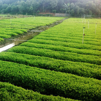 西安市城市管理局屋顶绿化佛甲草种植基地