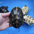 中华花龟和中华草龟有什么区别怎样区分花龟和草龟