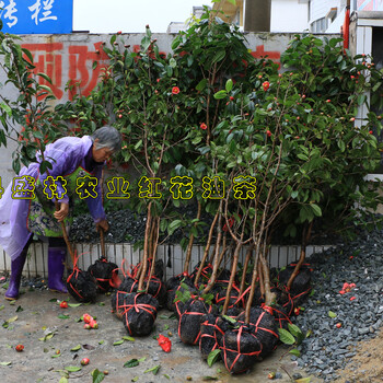 種植大果紅花油茶好嗎?藤縣大果紅花油茶原產(chǎn)地
