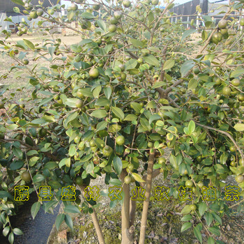 岑溪軟枝油茶產(chǎn)量岑軟2號3號苗批發(fā)產(chǎn)地補(bǔ)貼苗