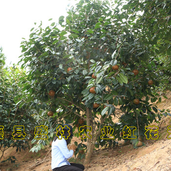 10年大果红花油茶结果树图片红花大果油茶树苗价格油茶苗圃基地实拍