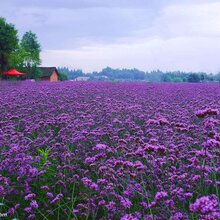 柳叶马鞭草种子马鞭草种子价格景观花海专用品种图片