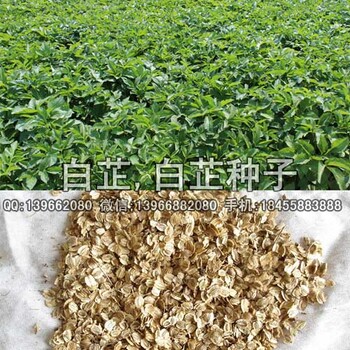 白芷種子廠家批發(fā)改良白芷種子價(jià)格