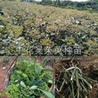 供应吴茱萸苗-中花吴茱萸苗批发-吴茱萸种苗包成活图片