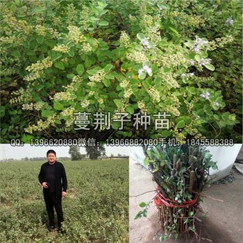 蔓荊子苗價(jià)格-蔓荊子種苗批發(fā)-蔓荊子扦插苗多少錢一棵