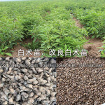 改良白术种子产地报价,亳州白术种子厂家批发价格